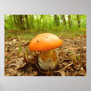 Póster Cogumelo de Caesarea do amanita