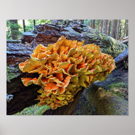 Poster Cogumelo Galinha-da-Flor Laranja