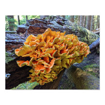Cogumelo Galinha-da-Flor Laranja