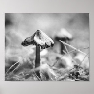 Poster Cogumelo Silvestre Preto e Branco Natureza Arquiví