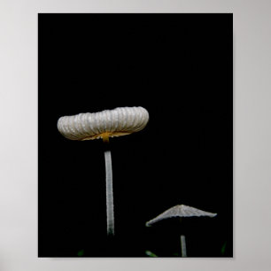 Poster Cogumelos 