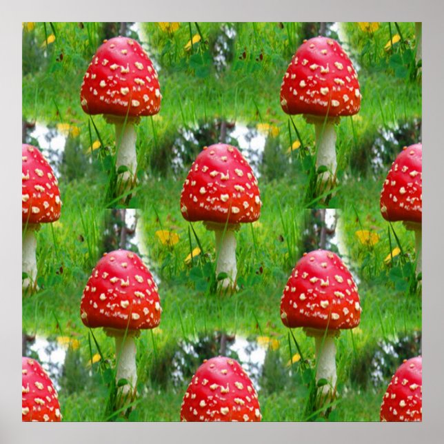 Poster Cogumelos Agáricos de Voo (Frente)