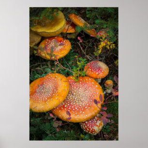 Póster Cogumelos agáricos voadores no Lago Mowich
