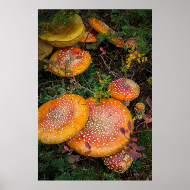 Póster Cogumelos agáricos voadores no Lago Mowich (Frente)