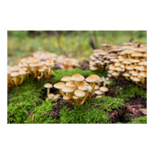 Póster Cogumelos amarelos na floresta do outono.
