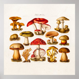Póster Cogumelos do vermelho da variedade do cogumelo dos