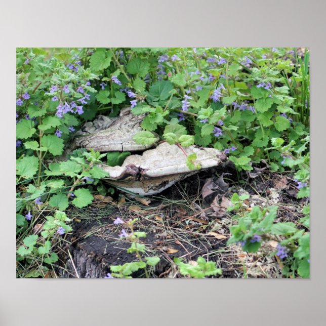 Póster Cogumelos E Flores Secos Em Bomba De Árvores (Frente)