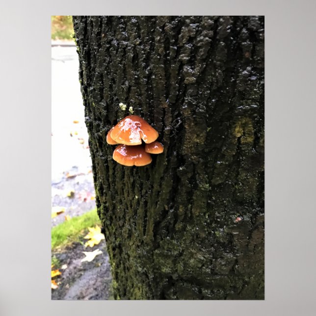 Poster Cogumelos em uma árvore, Oregon (Frente)