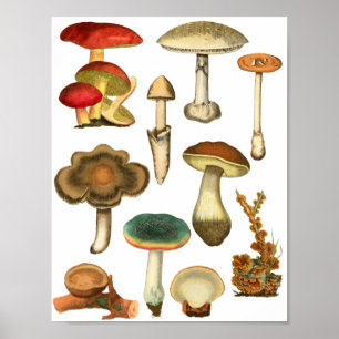 Poster Cogumelos Fungos Plantas Natureza Botânica Arte B