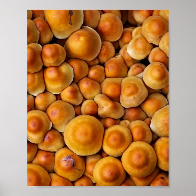 Poster Cogumelos Fungus (Frente)