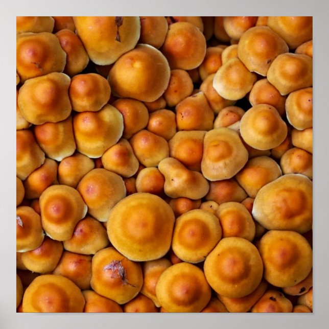 Poster Cogumelos Fungus (Frente)