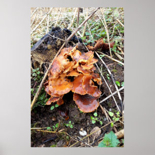 Poster Cogumelos na Floresta