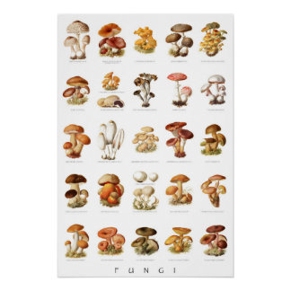 Póster Cogumelos não comestíveis, comestíveis, ilustração