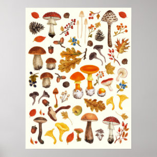 Poster Cogumelos selvagens sobre fundo bege claro