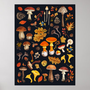 Poster Cogumelos selvagens sobre fundo preto