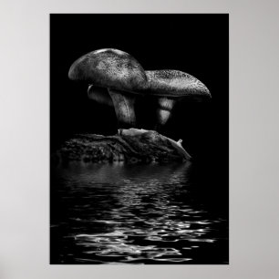 Poster Cogumelos Venenosos Em Uma Trilha Reflexão Nº 5