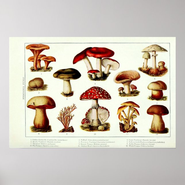 Poster Cogumelos Venenosos Vintage 1908 (Frente)