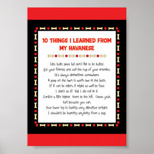 Póster Coisas que engraçadas eu aprendi de meu Havanese
