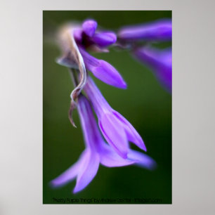 Póster "Coisas Roxas Bonito" de Andrew Gettler