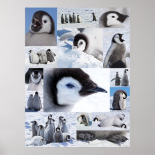 Póster Colagem antárctica da foto dos pintinhos do