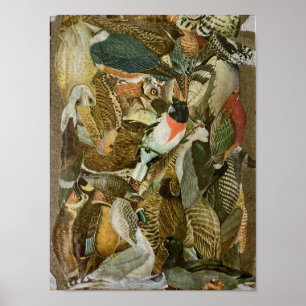 Poster Colagem de "aves"