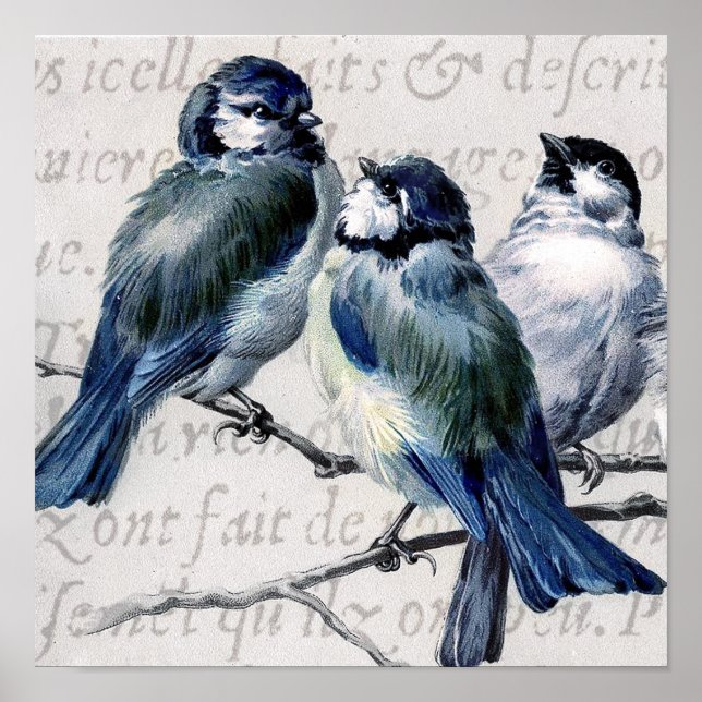 Póster Colagem de Aves Azuis Vintage - Aves Bluebird Pers (Frente)