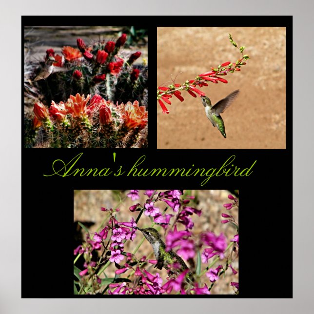 Poster Colagem de beija-flor de Anna... (Frente)