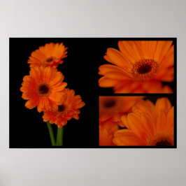 Póster Colagem de Gerbera