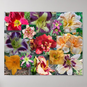 Poster Colagem de Hemerocallis