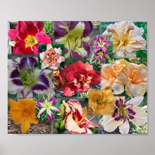 Poster Colagem de Hemerocallis (Frente)