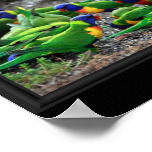 Póster Colagem de observadores de aves australianos