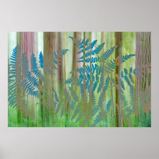 Póster Colagem de samambaia e floresta | Seabeck, WA (Frente)