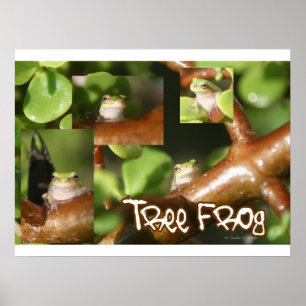 Póster Colagem do sapo de árvore, as mesmas poses