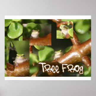 Póster Colagem do Sapo de árvore, o mesmo sapo apresenta