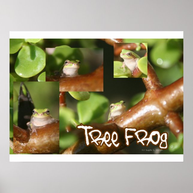 Póster Colagem do Sapo de árvore, o mesmo sapo apresenta  (Frente)