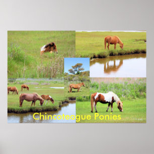 Poster Colagem dos pôneis de Chincoteague