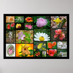Poster Colagem Floral nº 2