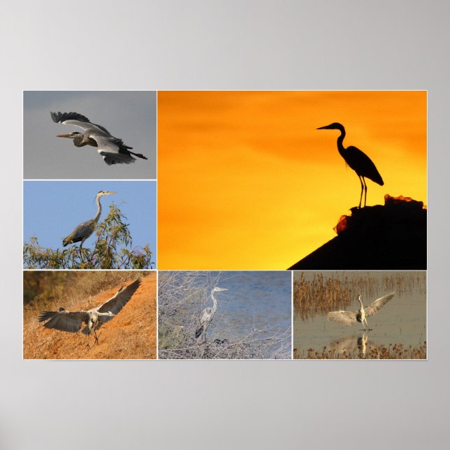 Póster Colagem Heron da cinza (Frente)