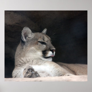 Póster Colar Montanha Lion Retrato Fechado