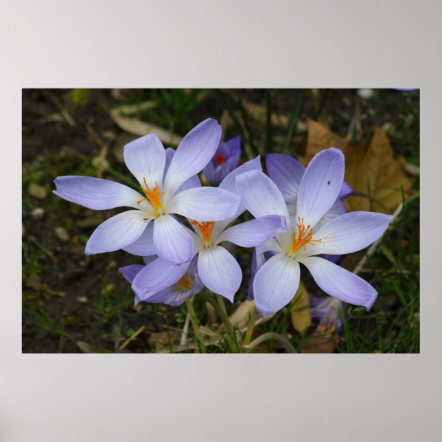 Póster Colchicum autumnale (Frente)