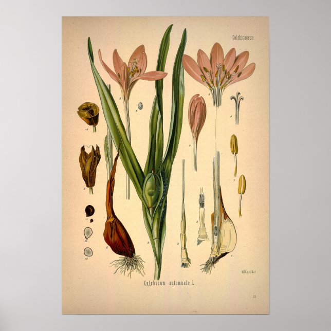 Poster Colchicum Autumnale conhecido como Autumn Crocus (Frente)