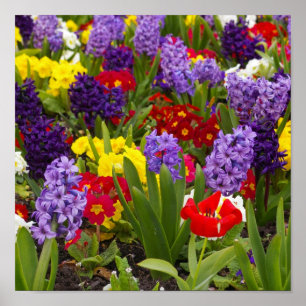 Póster Coleção Arco-íris