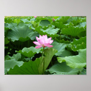 Poster Coleção da flor: Lotus