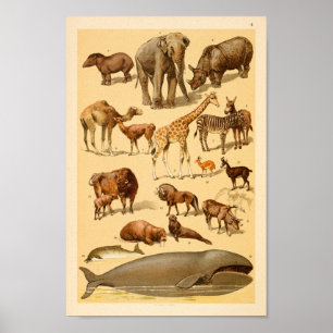 Póster Coleção de Animais Selvagens Elefante Girafa Art I