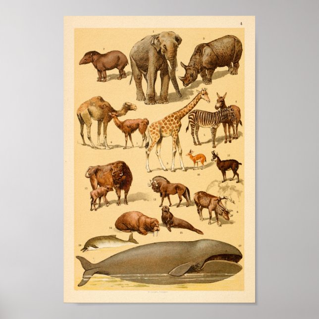 Póster Coleção de Animais Selvagens Elefante Girafa Art I (Frente)