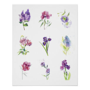 Póster Coleção de Aquarela Botânica Flores da Primavera