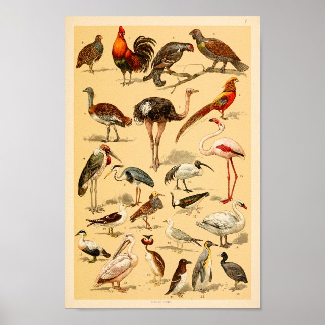 Poster Coleção de Aves Selvagens Flamingo Ostrich Impress (Frente)