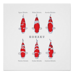 Póster Coleção de Carpas Poster Kohaku