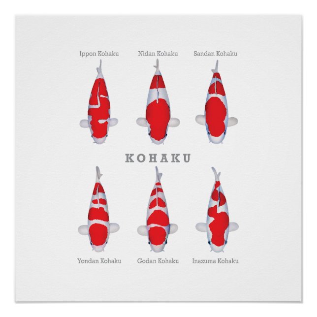 Póster Coleção de Carpas Poster Kohaku (Frente)