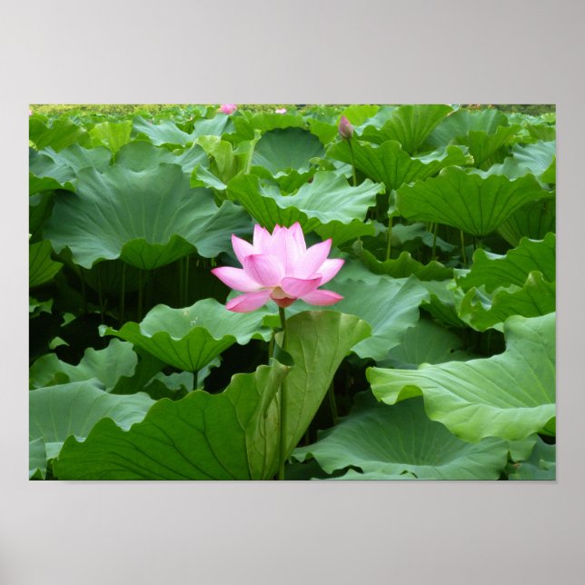 Poster Coleção de flores: Lotus (Frente)